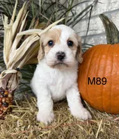 Hunter, a male Cockapoo for sale in West Point, IA – 2 of 10