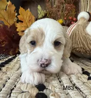 Kayce, a male Cockapoo for sale in West Point, IA – 5 of 8