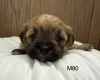 Rocky, a male Yorkipoo for sale in West Point, IA – 3 of 10
