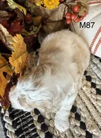 Hunter, a male Cockapoo for sale in West Point, IA – 7 of 9