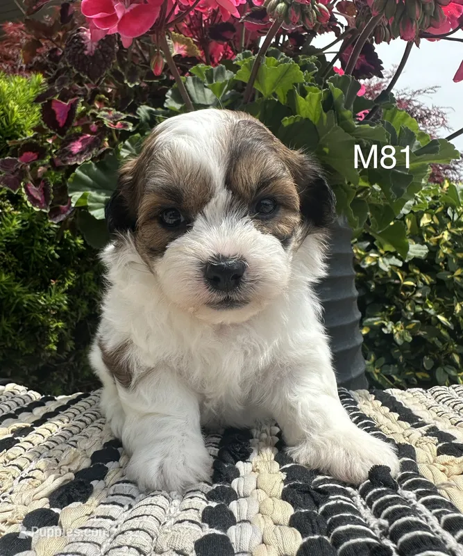 Coco – Bichon Frise, Shih Tzu puppy for sale in West Point, IA