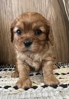 Mollie, a female Cavalier King Charles Spaniel for sale in West Point, IA – Photo 7 of 8