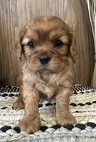 Mollie, a female Cavalier King Charles Spaniel for sale in West Point, IA – Photo 4 of 8