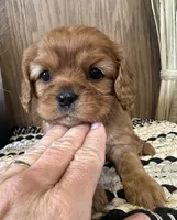 Mollie, a female Cavalier King Charles Spaniel for sale in West Point, IA – Photo 8 of 8