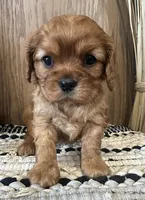 Mollie, a female Cavalier King Charles Spaniel for sale in West Point, IA – Photo 2 of 8