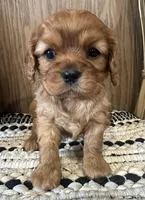 Mollie, a female Cavalier King Charles Spaniel for sale in West Point, IA – Photo 5 of 8