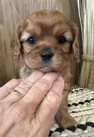 Mollie, a female Cavalier King Charles Spaniel for sale in West Point, IA – Photo 1 of 8