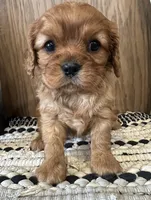 Mollie, a female Cavalier King Charles Spaniel for sale in West Point, IA – Photo 6 of 8