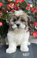 Leo, a male Maltipoo for sale in West Point, IA – 7 of 10