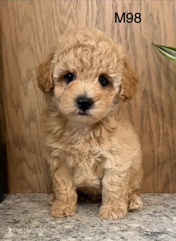 Brick  – Maltipoo puppy for sale in West Point, IA