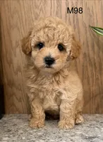 Brick , a male Maltipoo for sale in West Point, IA – 1 of 10