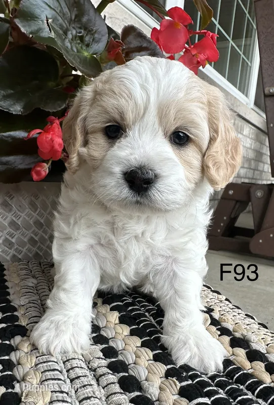 Nicki – Cavachon puppy for sale in West Point, IA