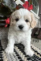 Nicki, a female Cavachon for sale in West Point, IA – 1 of 10