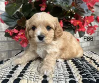 Bella, a female Cavachon for sale in West Point, IA – 5 of 10