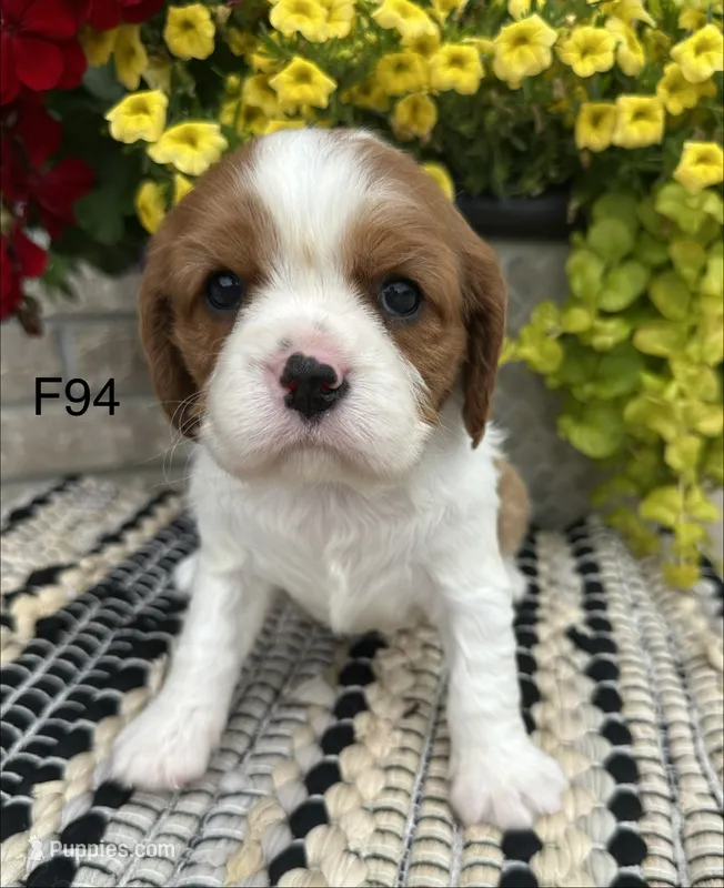 Daisy  – Cavalier King Charles Spaniel puppy for sale in West Point, IA
