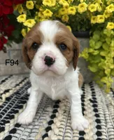 Daisy , a female Cavalier King Charles Spaniel for sale in West Point, IA – 1 of 9