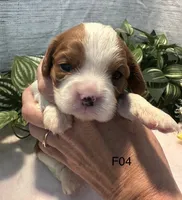 Luna, a female Cavalier King Charles Spaniel for sale in West Point, IA – 6 of 7