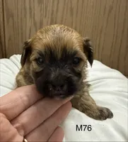 Zuke, a male Yorkipoo for sale in West Point, IA – 5 of 10