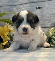 Coco, a male Bichon Frise and Shih Tzu for sale in West Point, IA – 2 of 9