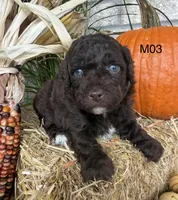 Milo, a male Poodle - Miniature  for sale in West Point, IA – 10 of 10