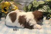 Coco, a male Bichon Frise and Shih Tzu for sale in West Point, IA – 9 of 9