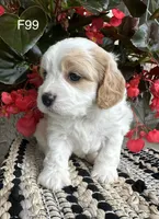 Ellie, a female Cavachon for sale in West Point, IA – 3 of 10
