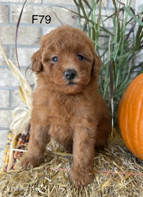 Molly – Poodle - Miniature  puppy for sale in West Point, IA