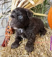 Winston , a male Poodle - Miniature  for sale in West Point, IA – 8 of 10