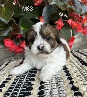 Buddy, a male Bichon Frise and Shih Tzu for sale in West Point, IA – 6 of 10