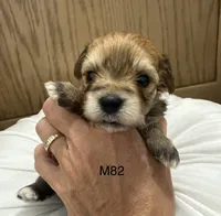 Ash, a male Yorkipoo for sale in West Point, IA – 3 of 10