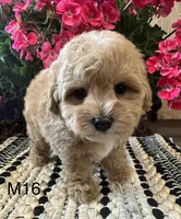 Toby, a male Maltipoo for sale in West Point, IA – 7 of 10