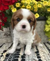 Luna, a female Cavalier King Charles Spaniel for sale in West Point, IA – 2 of 9