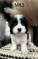 Oakley, a male Cavapoo for sale in West Point, IA – Photo 3 of 10