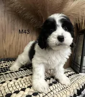 Oakley, a male Cavapoo for sale in West Point, IA – Photo 8 of 10