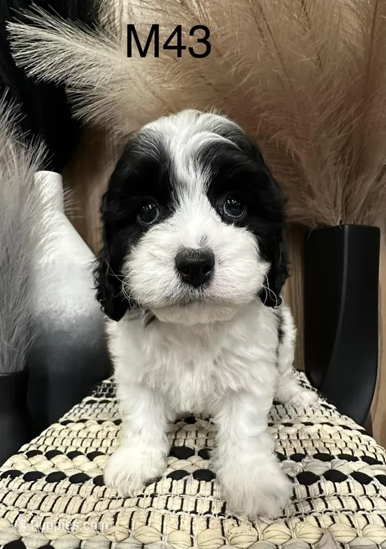 Oakley – Cavapoo puppy for sale in West Point, IA