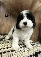 Oakley, a male Cavapoo for sale in West Point, IA – Photo 10 of 10