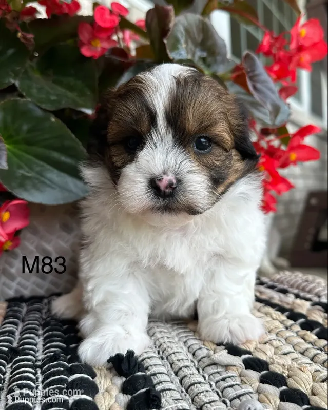 Buddy – Bichon Frise, Shih Tzu puppy for sale in West Point, IA