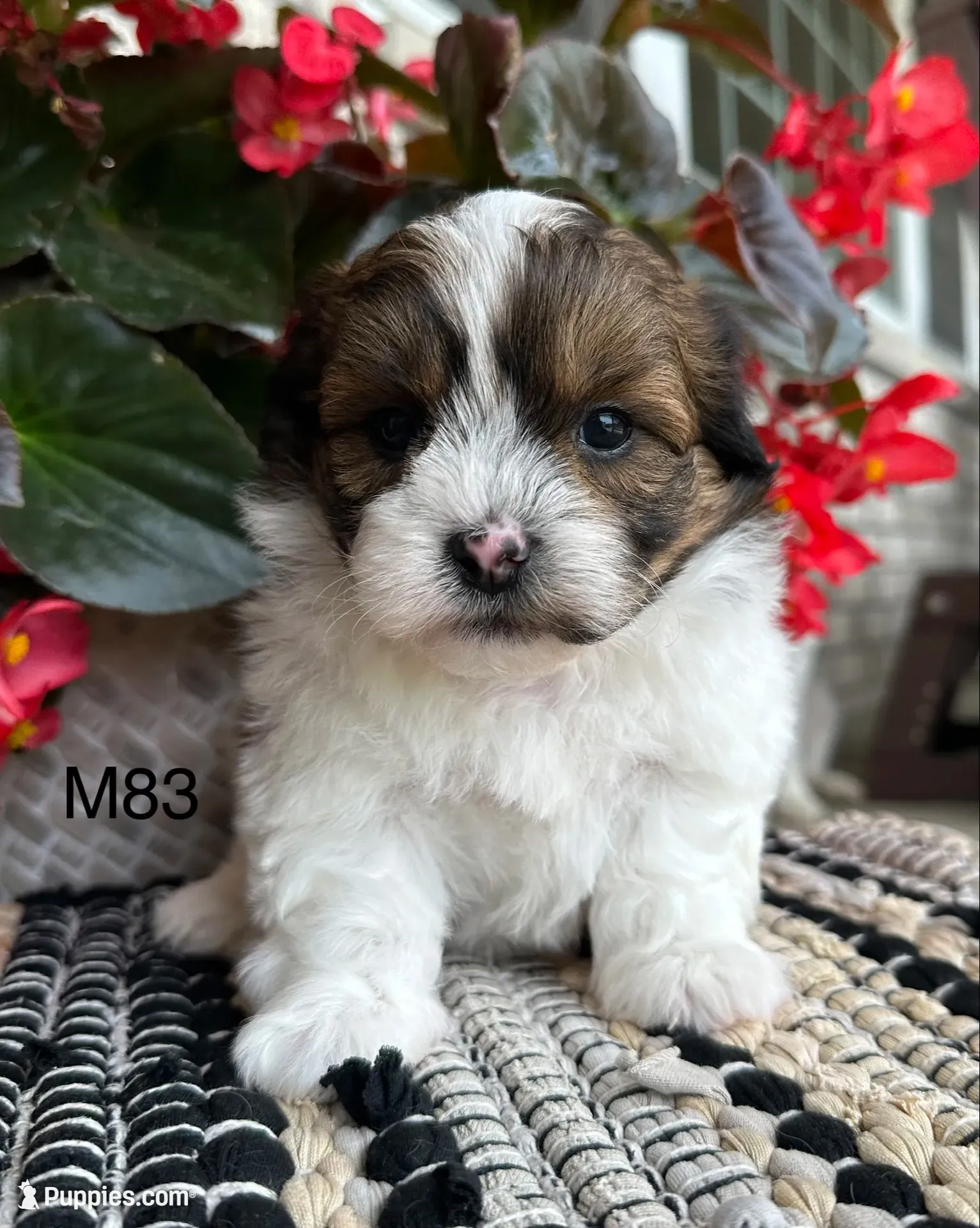 Buddy, a male Bichon Frise and Shih Tzu for sale in West Point, IA – 1 of 10