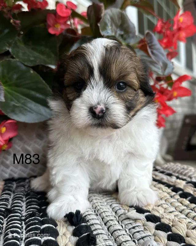 Buddy – Bichon Frise, Shih Tzu puppy for sale in West Point, IA