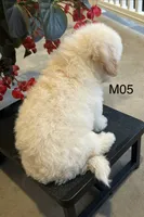 Hank, a male Maltipoo for sale in West Point, IA – 10 of 10