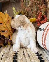 Autumn , a female Cockapoo for sale in West Point, IA – 4 of 10