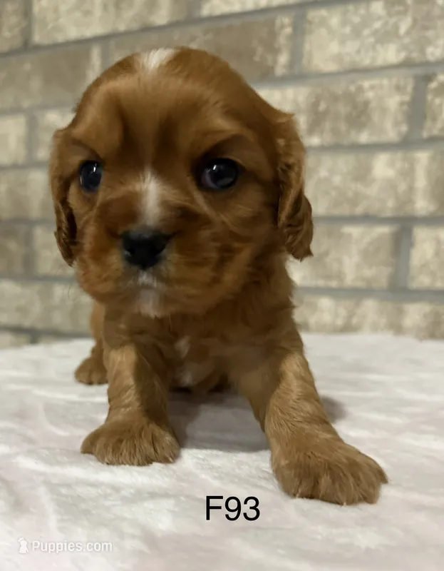 Lilly – Cavalier King Charles Spaniel puppy for sale in West Point, IA