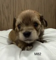Ash, a male Yorkipoo for sale in West Point, IA – 8 of 10