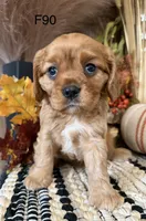 Lulu, a female Cavalier King Charles Spaniel for sale in West Point, IA – 2 of 10
