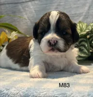 Buddy, a male Bichon Frise and Shih Tzu for sale in West Point, IA – 2 of 8