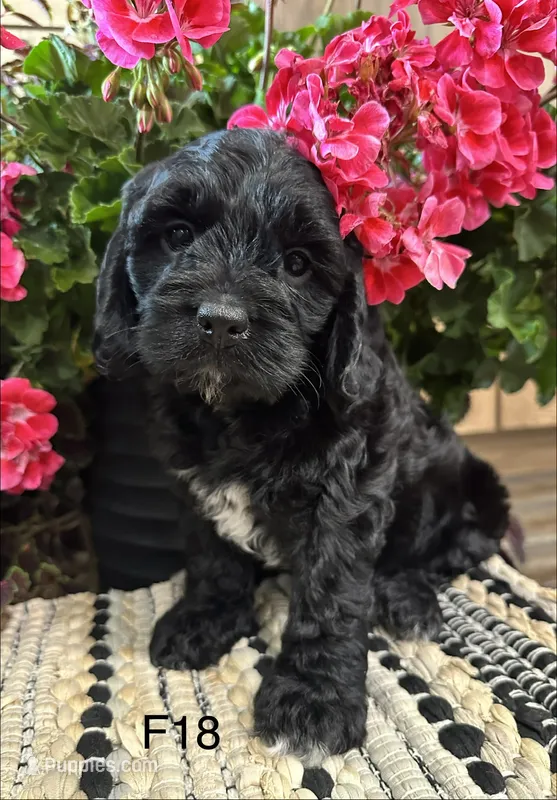 Lucy – Cockapoo puppy for sale in West Point, IA