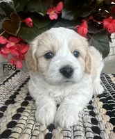 Nicki, a female Cavachon for sale in West Point, IA – 8 of 10