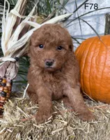 Bella, a female Poodle - Miniature  for sale in West Point, IA – 3 of 10