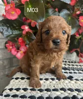 Zuke, a male Cavapoo for sale in West Point, IA – 4 of 10