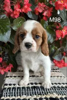 Milo, a male Cavalier King Charles Spaniel for sale in West Point, IA – 3 of 9